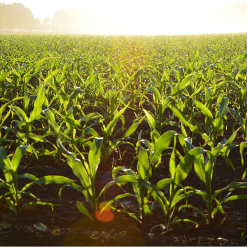 Corn field at sunset