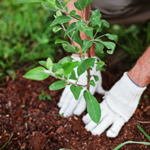 Individual putting a plant into the ground